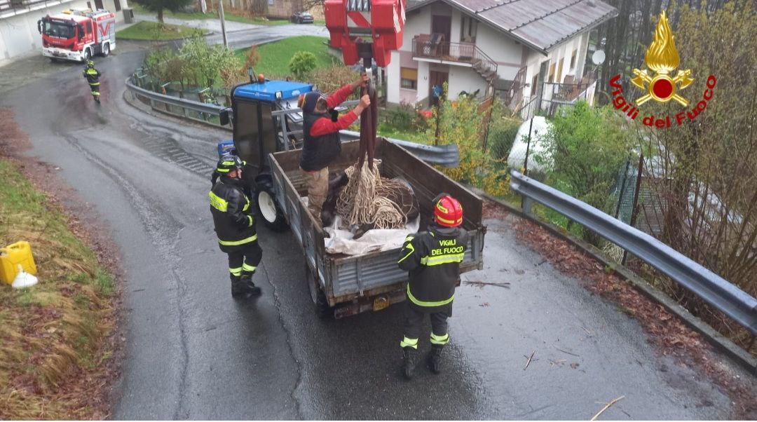 Bannio Anzino, asina gravida finisce nel torrente. Salvata dai Vigili del fuoco