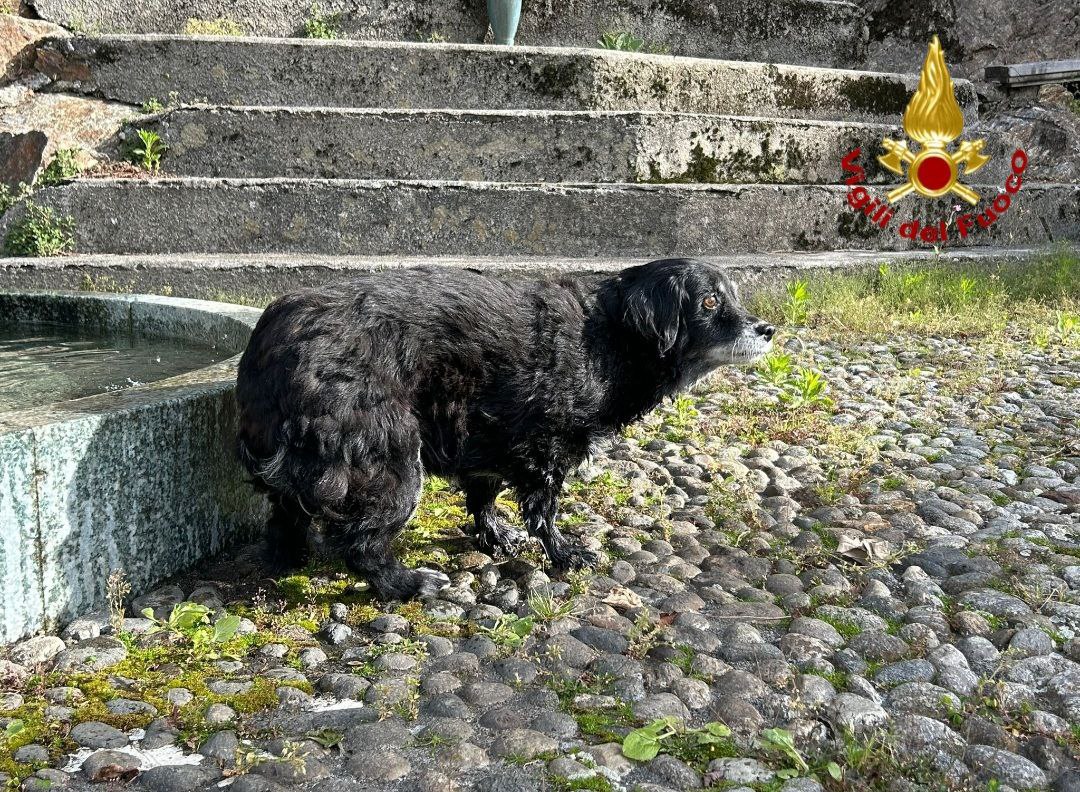 Cane cieco recuperato dai Vigili del fuoco in Valle Strona