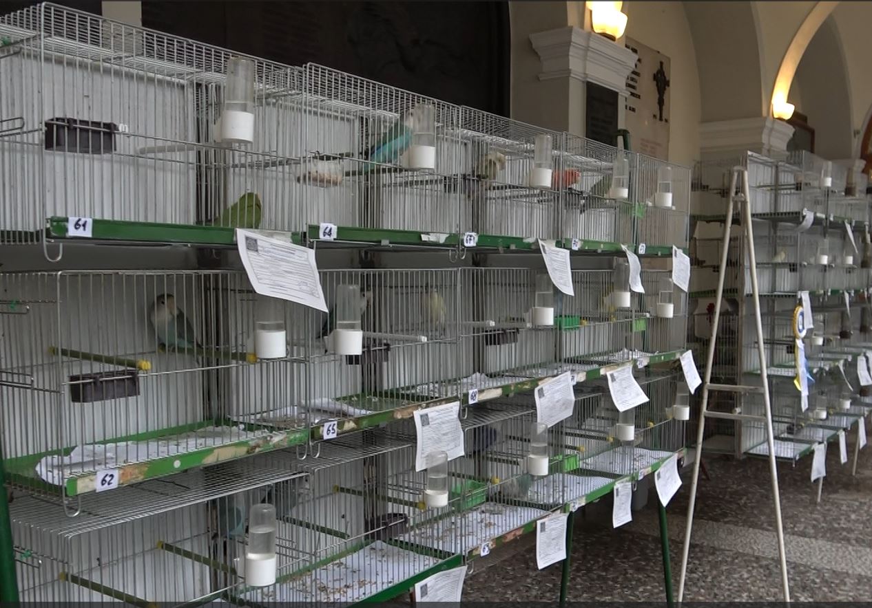 Successo a Domodossola per la mostra ornitologica