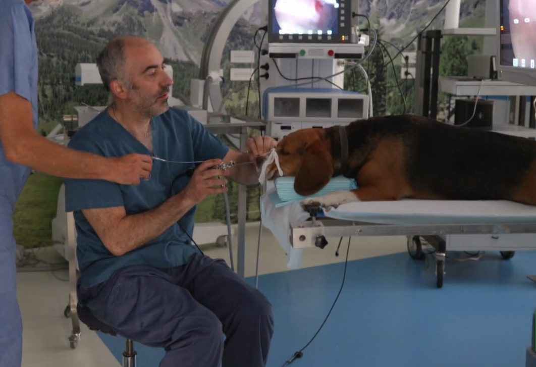 La disavventura a lieto fine del beagle Leopoldo a Storie a 4 zampe