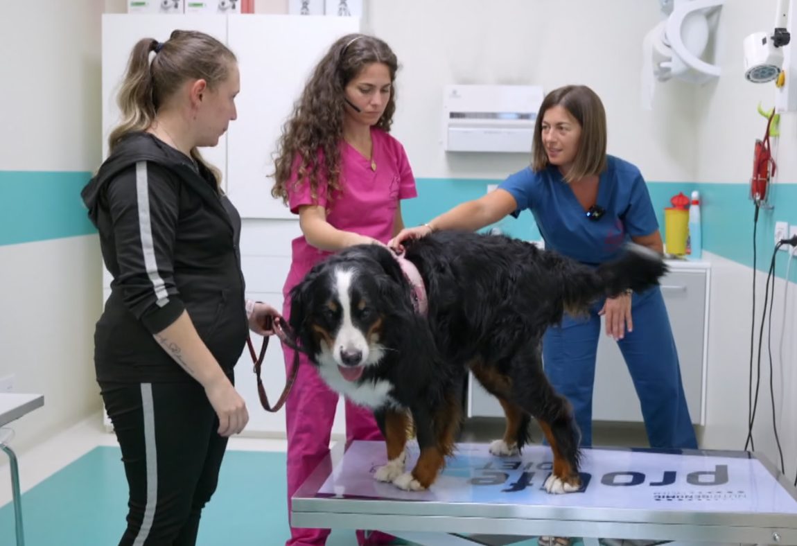Storie a 4 zampe : l'importanza del premio durante l'addestramento del cane