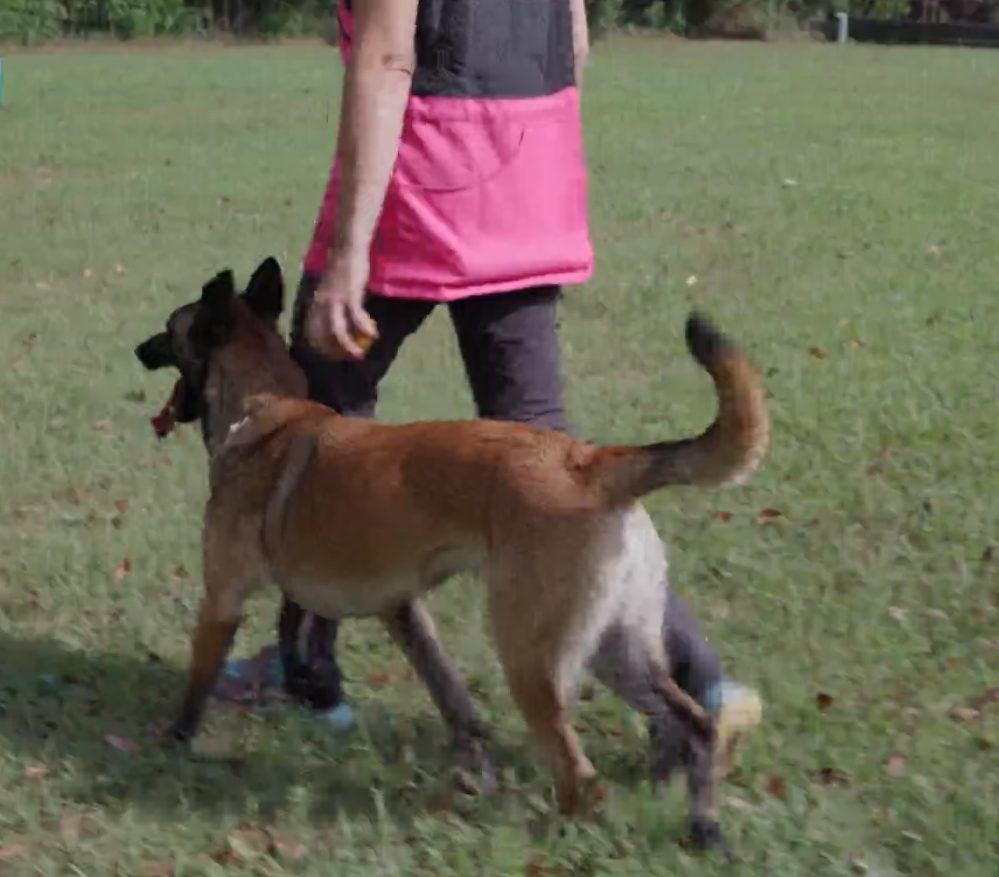 La conduzione del cane senza guinzaglio a Storie a 4 zampe