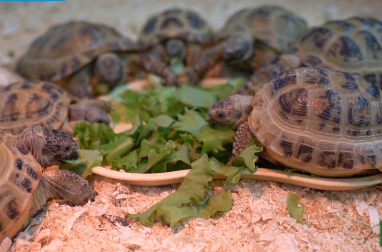 Le tartarughe protagoniste a Storie a 4 zampe