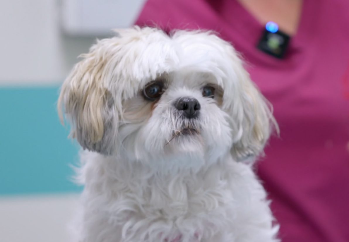 Storie a 4 zampe: giovedì alle 20.30 e alle 23, venerdì alle 13,30 e sabato alle 18.45