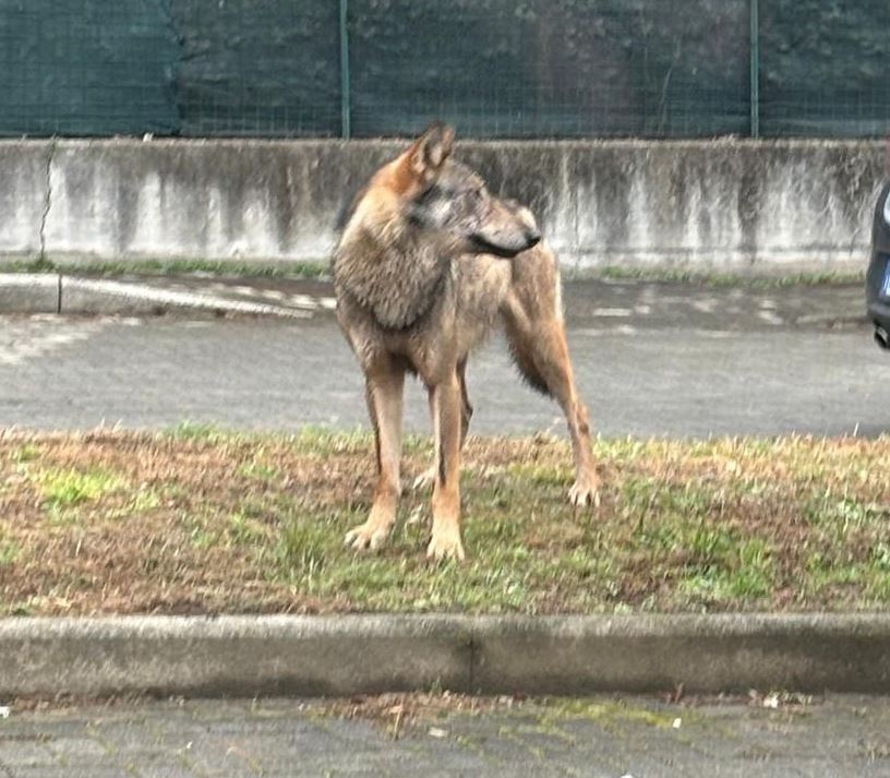 Lupo avvistato tra le case di Comignago
