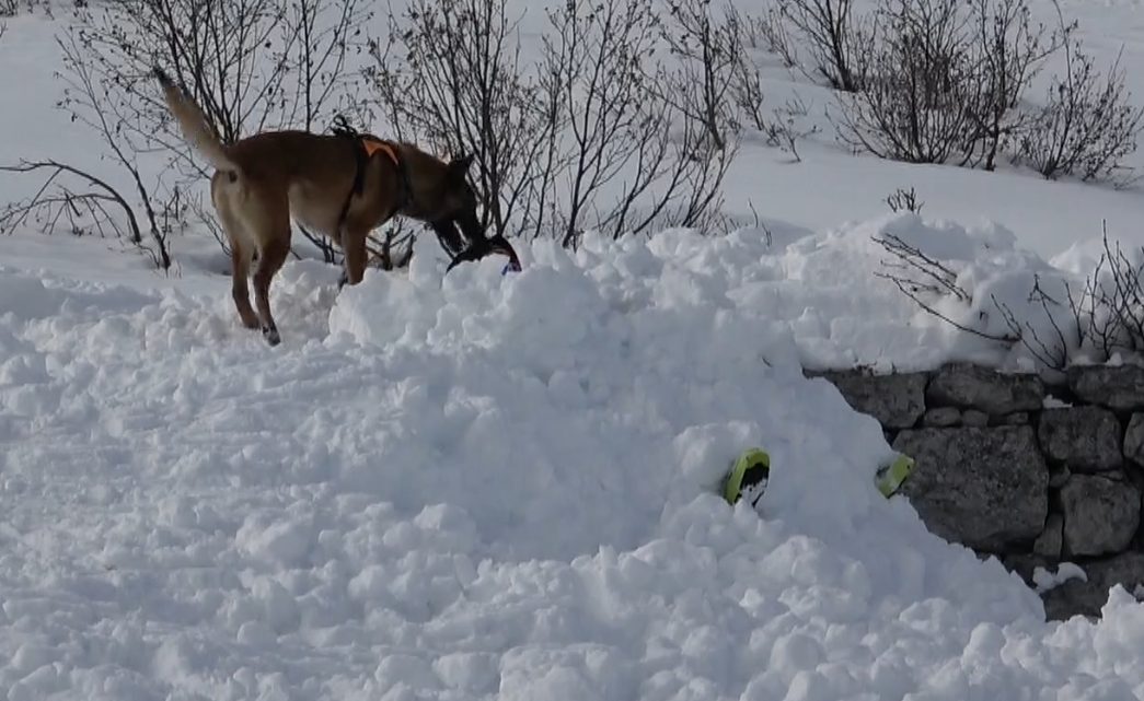 A Extra la casa del volontariato di Villadossola e l’addestramento per le unità cinofile del soccorso alpino