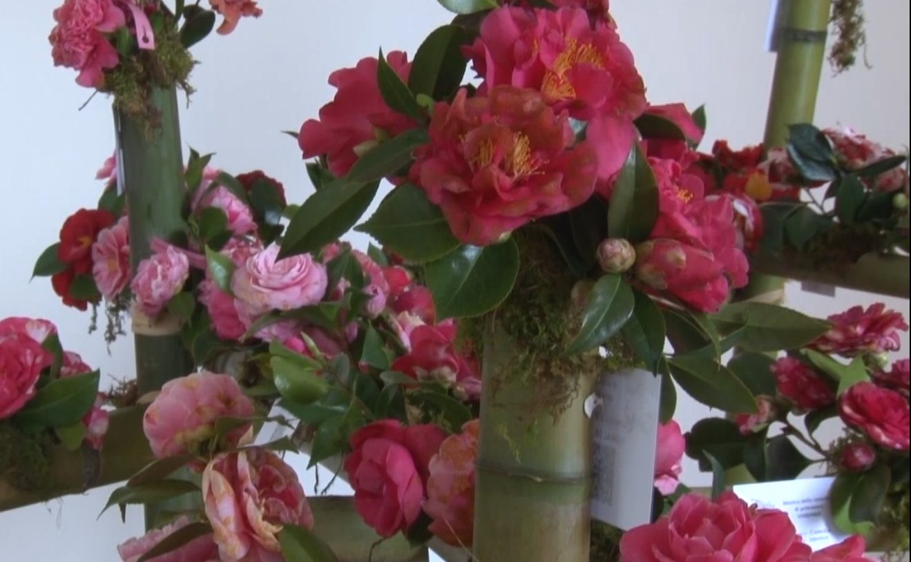 Pillole di storia locale : Le acidofile e la camelia sul lago Maggiore