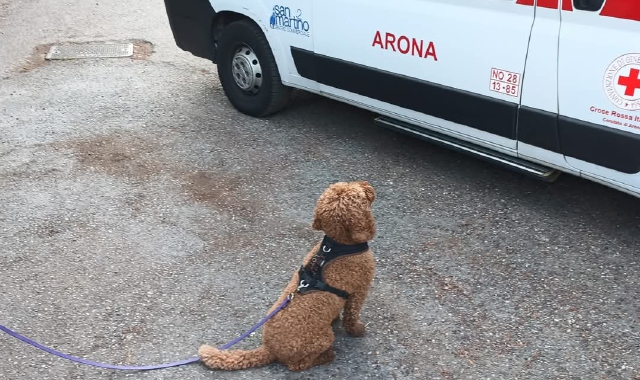 Carlotta, cagnolina che ha chiesto aiuto per la padrona colpita da infarto, temporaneamente adottata da un medico del 118