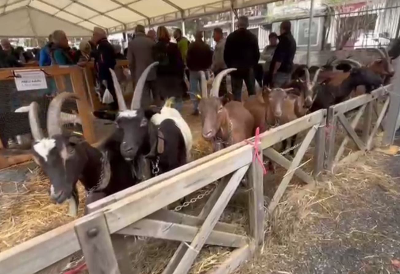 Mostra capretto tipico vigezzino, successo di visitatori a Santa Maria Maggiore