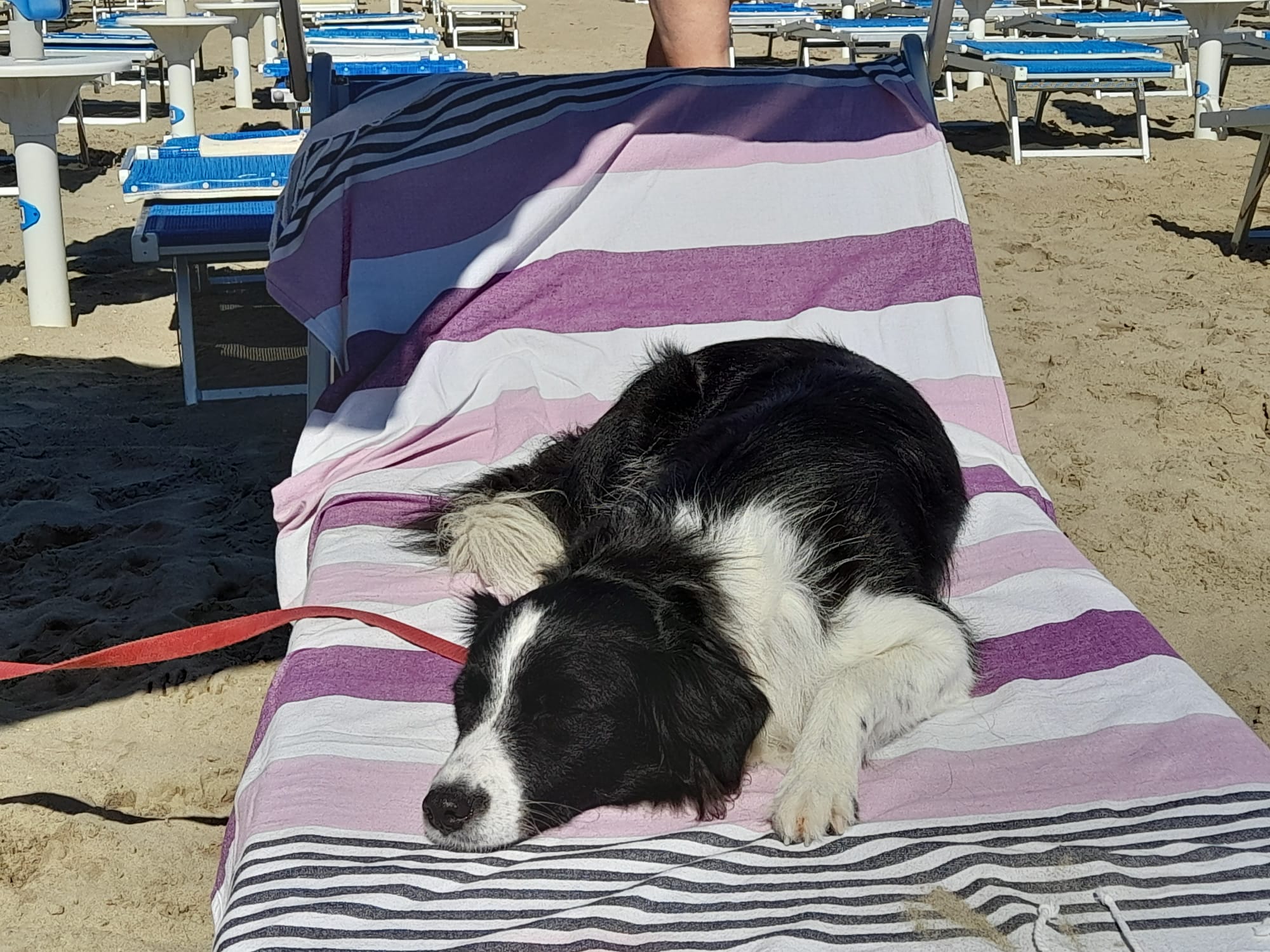 Estate e animali domestici: istruzioni e consigli