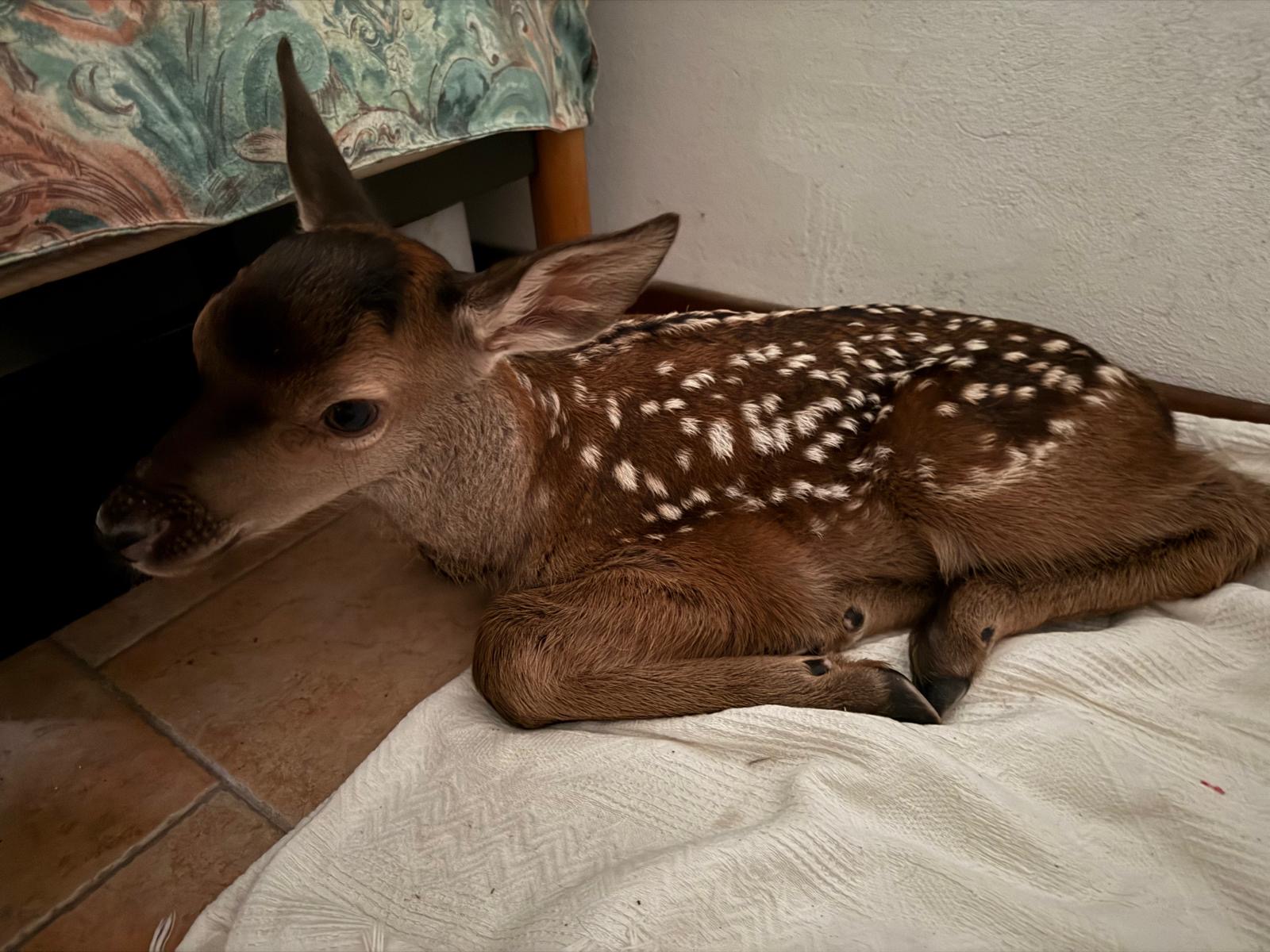 Appello della Polizia Provinciale: "Se trovate cuccioli di cervo o capriolo non toccateli, non sono stati abbandonati"
