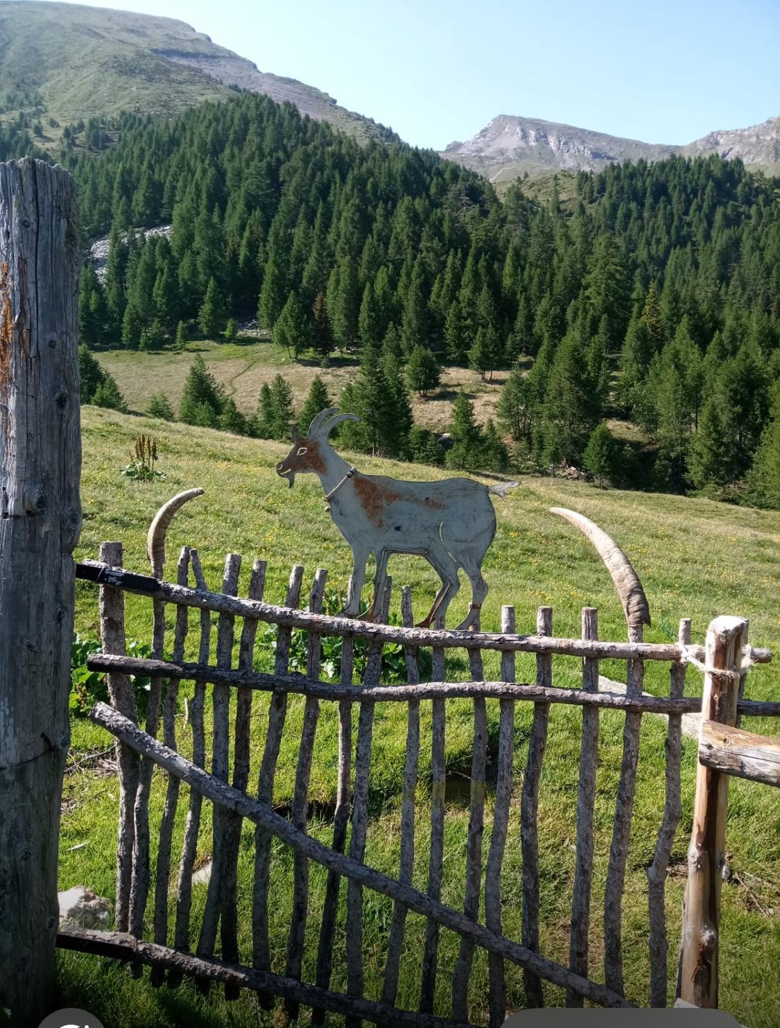 Paura per un'allevatrice avvicinata dai lupi sopra Montecrestese