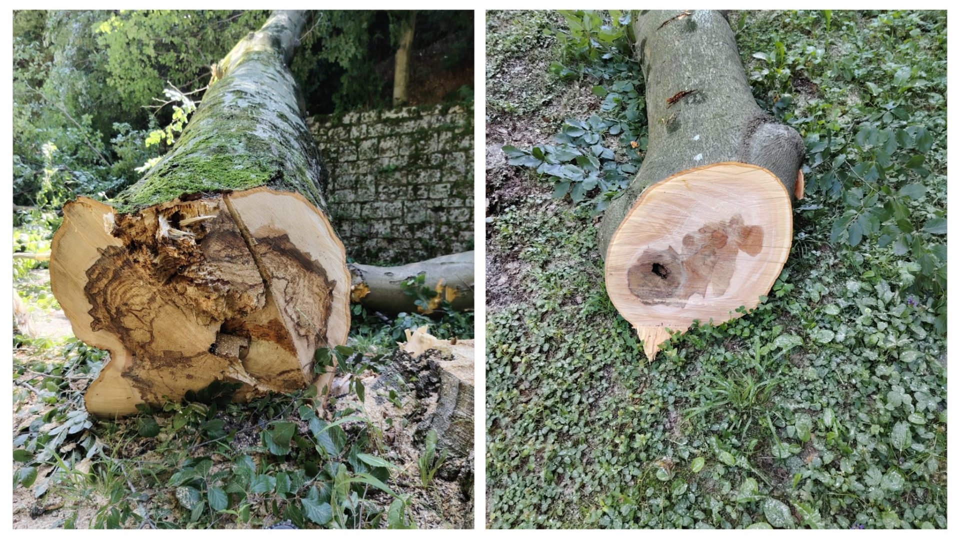 E' iniziato stamattina l'intervento sui faggi malati e pericolosi di Levo a Stresa. Ne saranno abbattuti 8