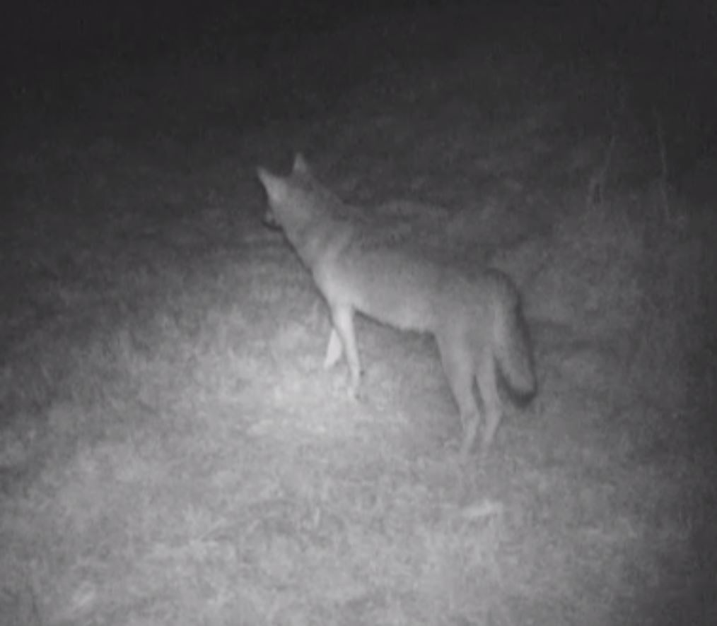 Villadossola, piccolo allevamento preso di mira dal lupo