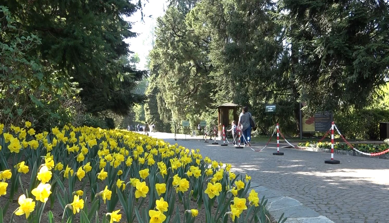 Giardini di Villa Taranto, il bilancio 2025: + 20 mila biglietti staccati