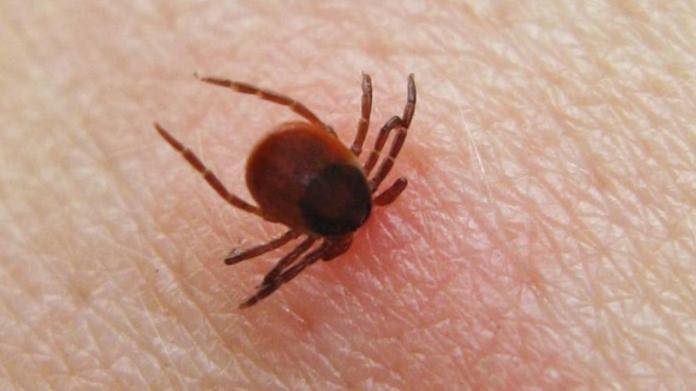 Al Foro Boario di Crodo stasera si parla di morsi di zecche e rischi sanitari