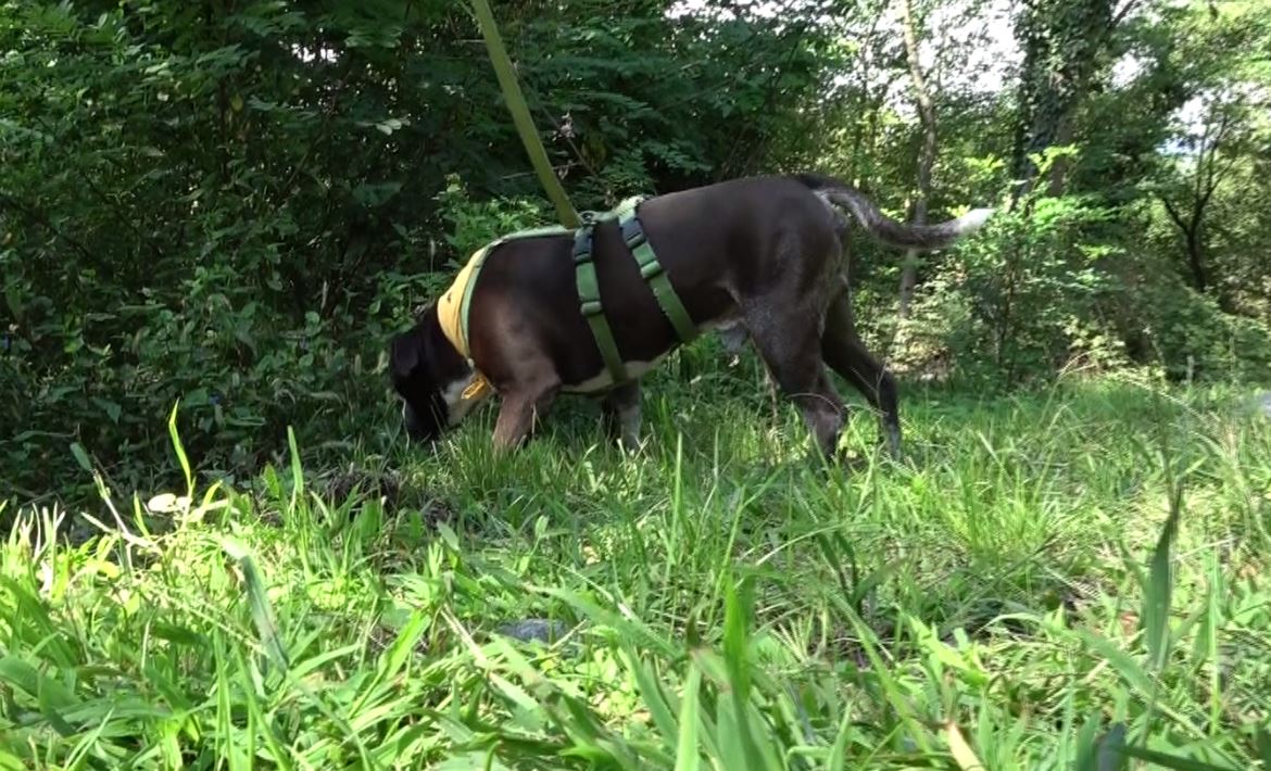 Intra : quattro pitbull custoditi in appartamento in condizioni non ottimali