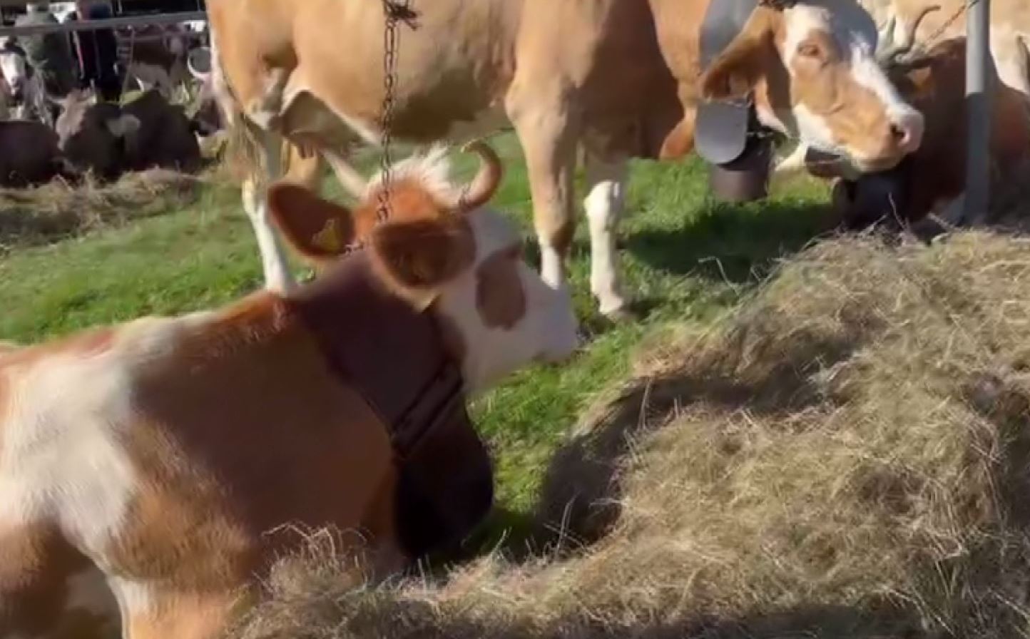 Successo per la Mostra Bovina della Valle Vigezzo