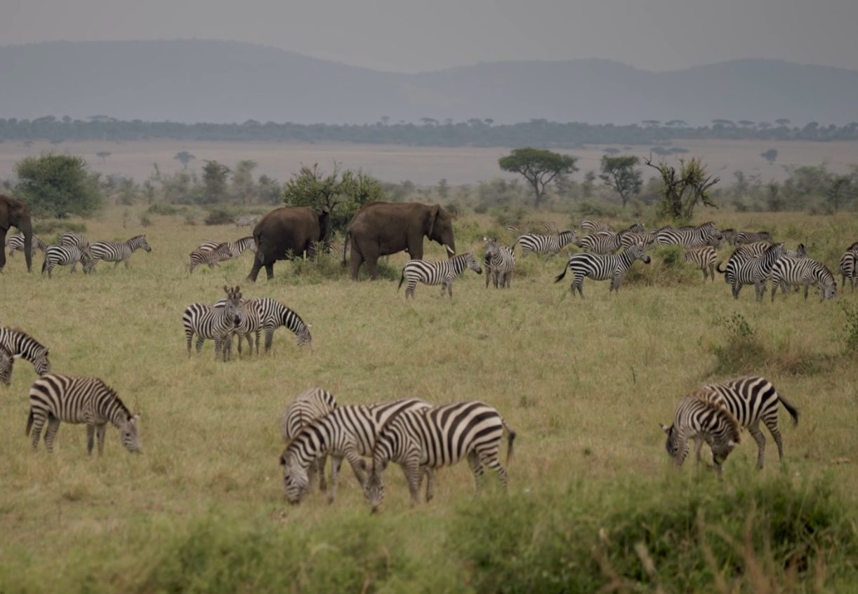 Passione viaggio : Incontri speciali in Tanzania
