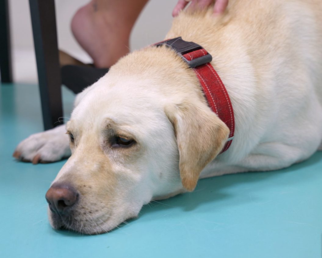 Storie a 4 Zampe, la vicenda a lieto fine di un cane morso da una vipera