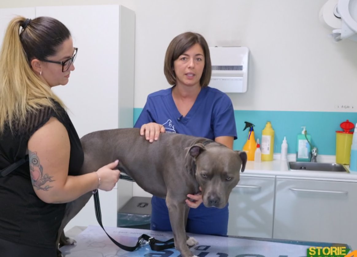 Le vicende di Maverik e Lilli a Storie a 4 zampe