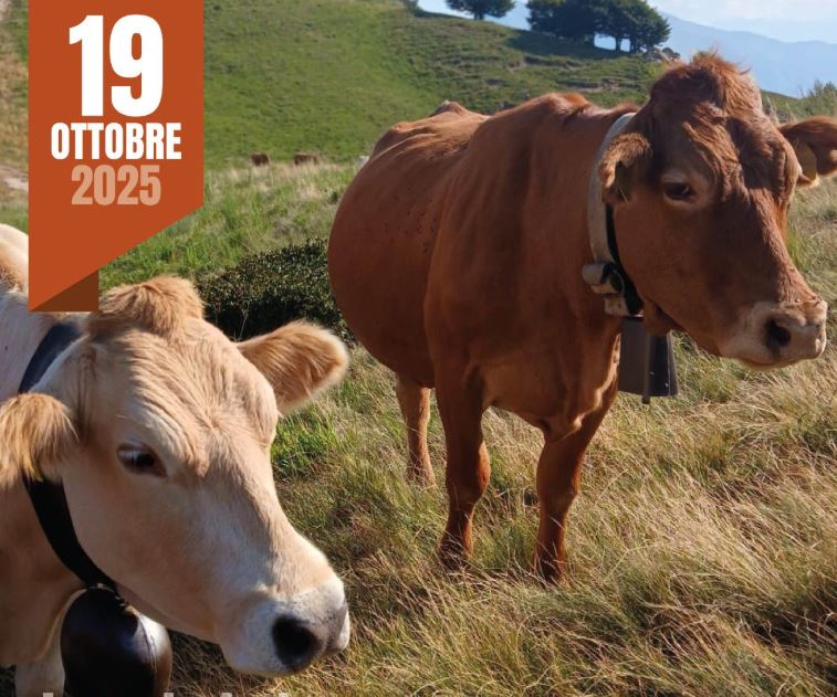Domenica a Nebbiuno torna la sagra della Transumanza