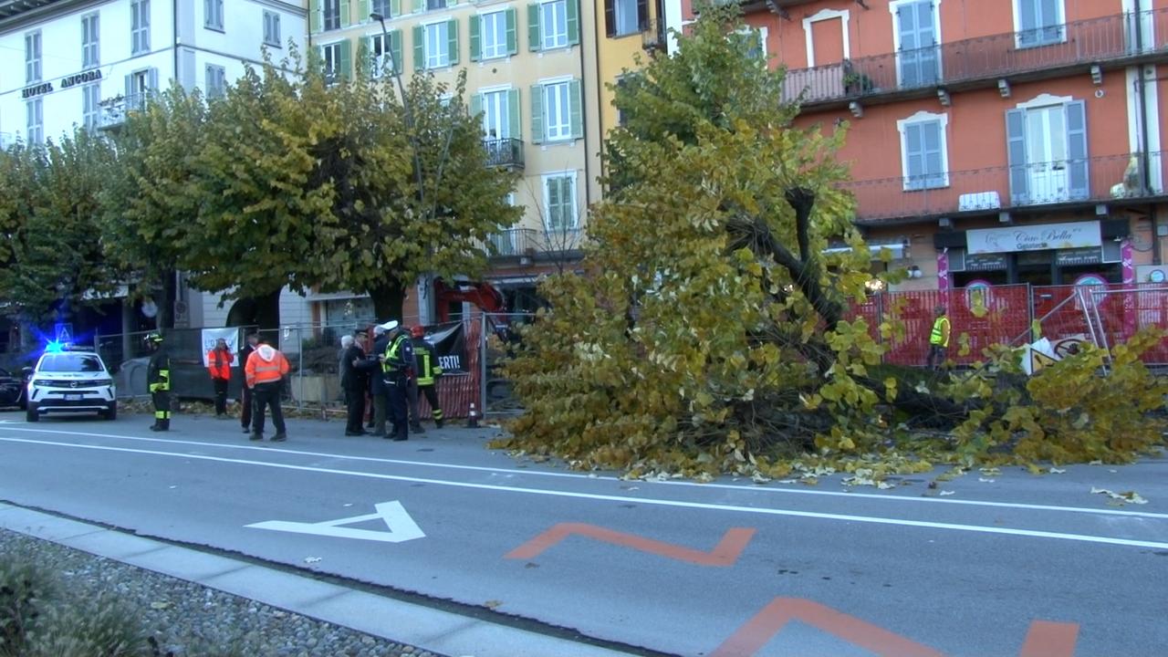 Albero caduto in piazza Ranzoni: ottantunenne in gravi condizioni