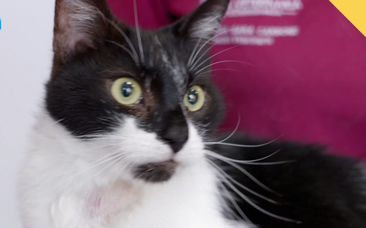 Storie a 4 zampe: sintomi preoccupanti per il gatto Calimero