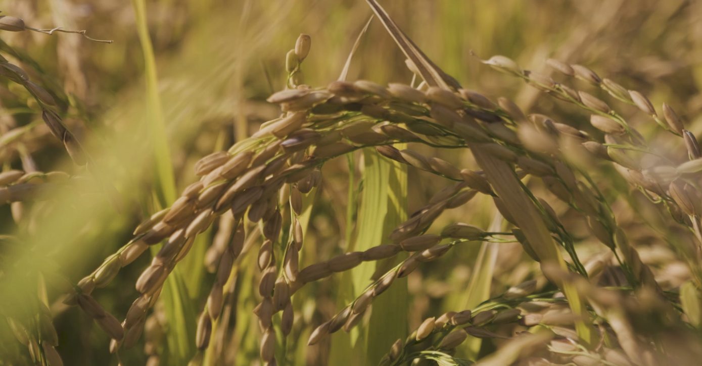 Piemonte, dalla Regione 17,6 milioni per l'agroalimentare