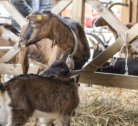 A Santa Maria Maggiore torna la mosta del Capretto