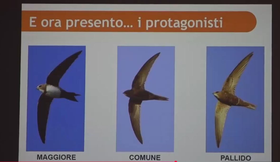 Progetto rondoni della Pro Loco di Domodossola, il campanile della Collegiata verrà proclamato "monumento vivo"