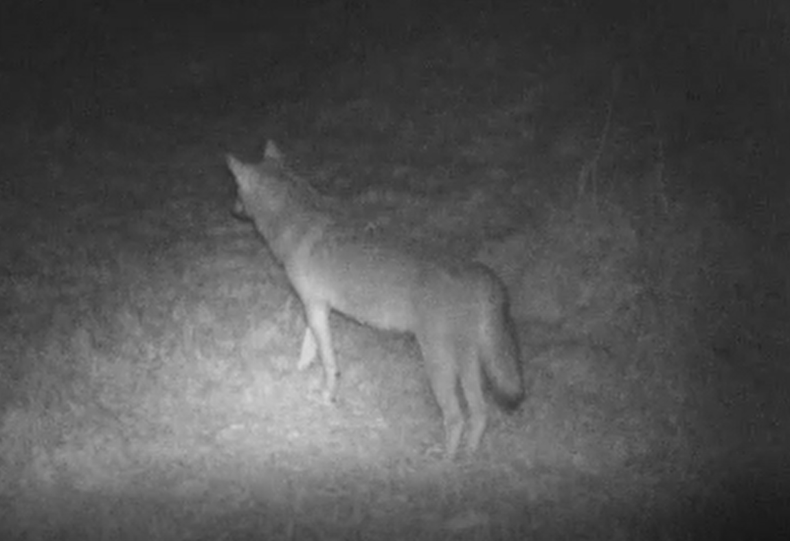 Lupi, pubblicato il report sul predatore di Life Wolf Alps e AfterLife dal 2023 al 2025