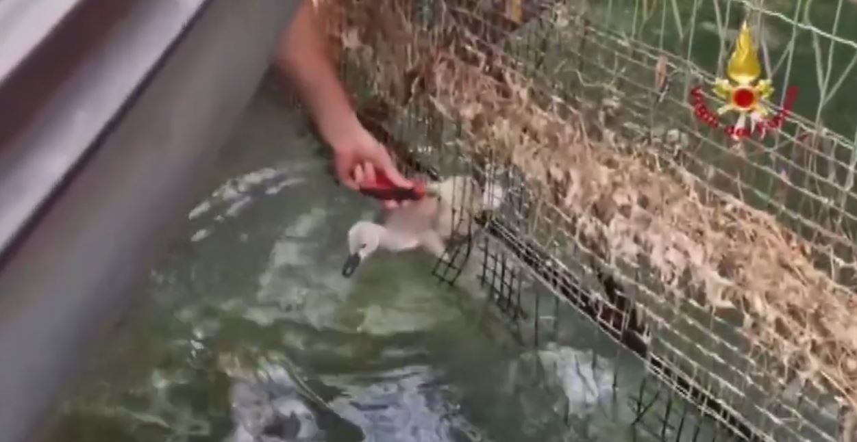 Piccolo di cigno incastrato in una rete metallica, è stato salvato dai vigili del fuoco