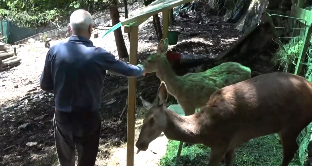 Serve un'area per il nuovo centro recupero animali selvatici, appello della Provincia a tutti i comuni del Vco
