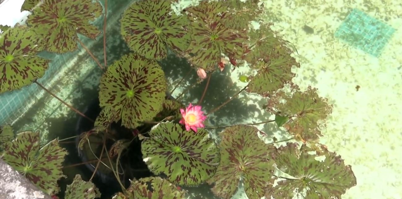 Ninfee e dalie le regine d'agosto nei Giardini di Villa Taranto a Verbania