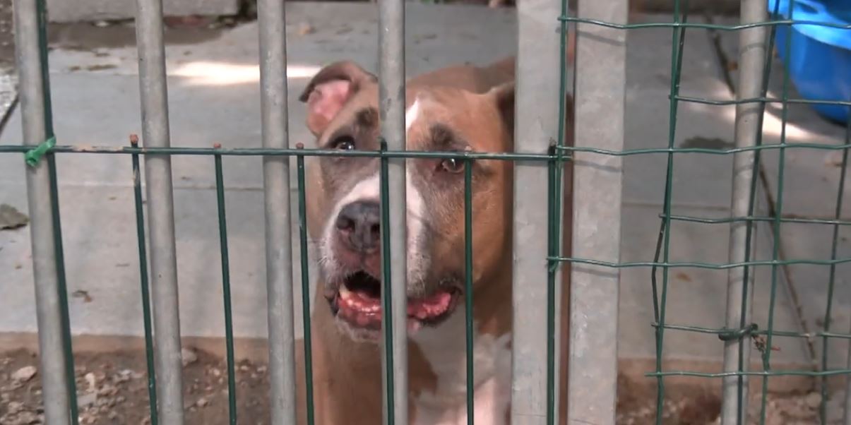 Abbandono cani nel periodo delle ferie e maltrattamenti, segnalazioni anche nel Vco