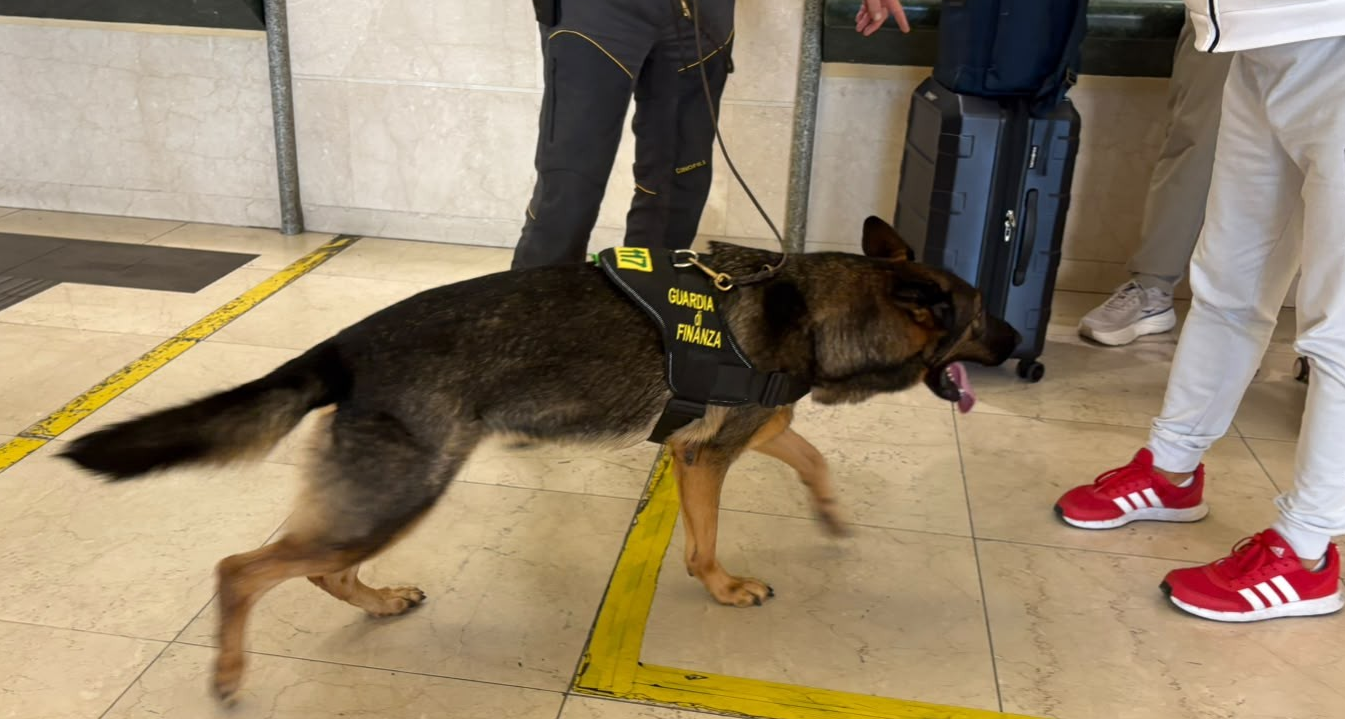 Domo, Gdf arresta corriere della droga
