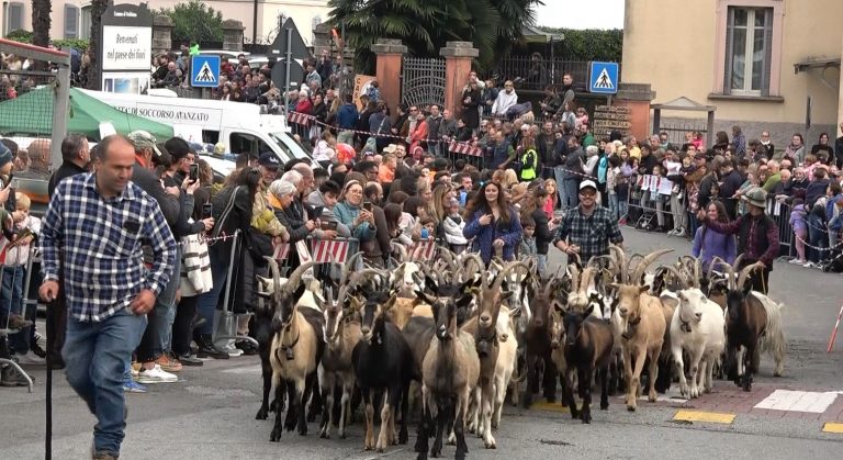 Tanta gente ieri a Nebbiuno per l’edizione 2025 della transumanza