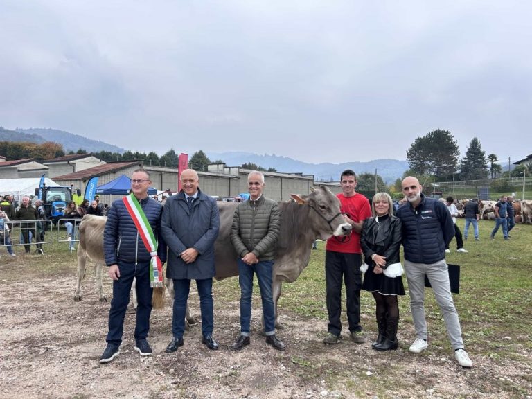 Record di presenze ad Armeno per la 66a edizione della razza Bruna Alpina