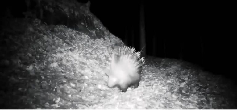 Un istrice è stato immortalato sulle montagne dell’Ossola, è il primo a Nord del Piemonte